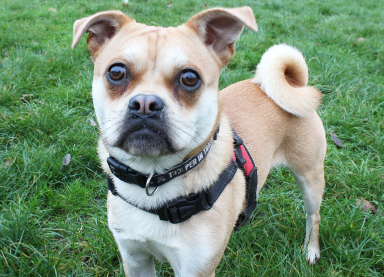 Buddy sales dog rescue